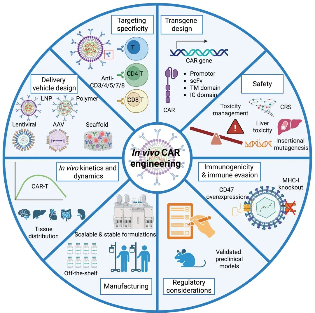 体内CAR-T在临床应用中的关键考量