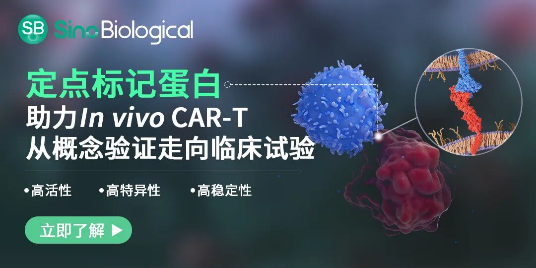 定点标记蛋白——助力In vivo CAR-T从概念验证走向临床试验
