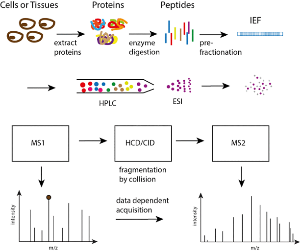 shotgun蛋白质全谱分析