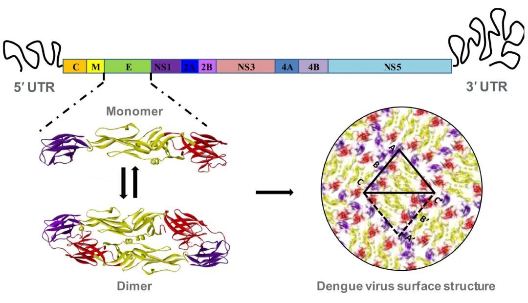 登革病毒E蛋白结构示意图,结构域Ⅰ、Ⅱ、Ⅲ分别用红色、金色和紫色表示 登革病毒E蛋白结构示意图,结构域Ⅰ、Ⅱ、Ⅲ分别用红色、金色和紫色表示