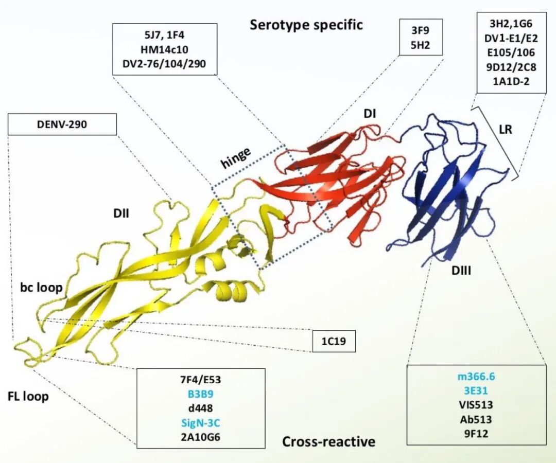 靶向E蛋白的单克隆抗体 靶向E蛋白的单克隆抗体