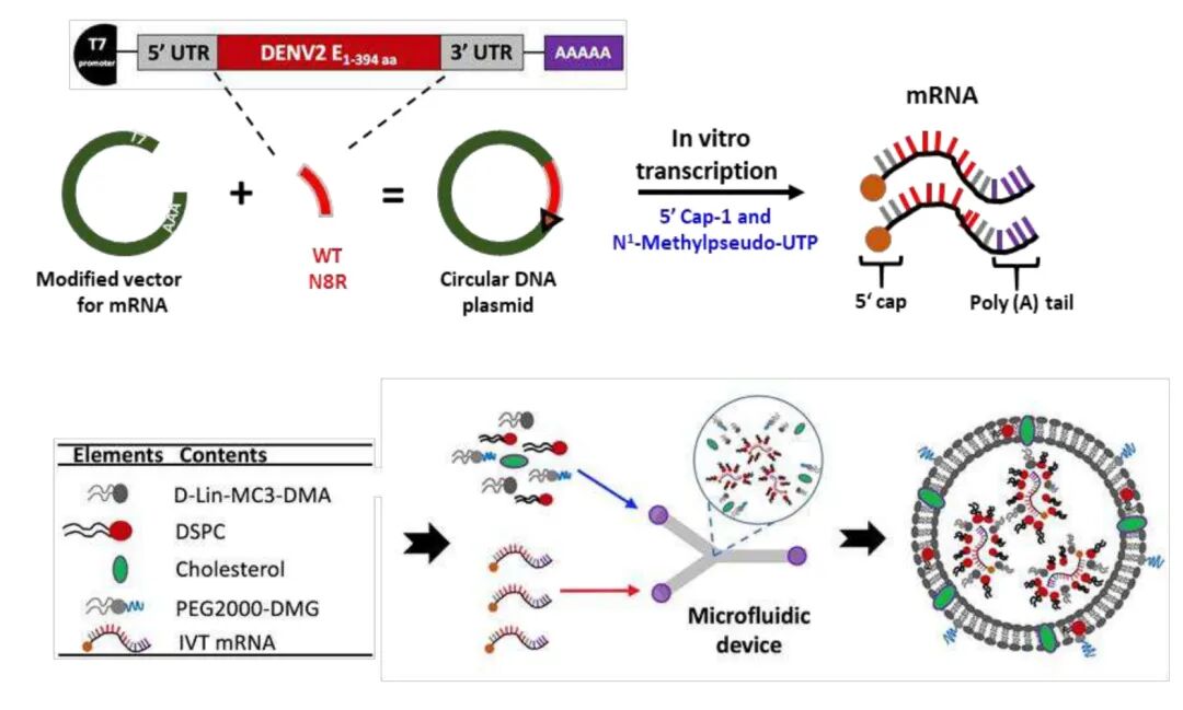 mRNA-LNP疫苗的设计理念及其制备示意图 mRNA-LNP疫苗的设计理念及其制备示意图