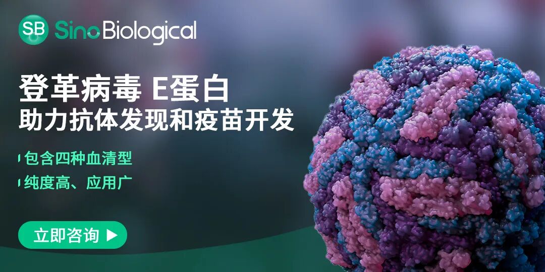 登革病毒 E蛋白 助力抗体发现和疫苗开发 登革病毒 E蛋白 助力抗体发现和疫苗开发