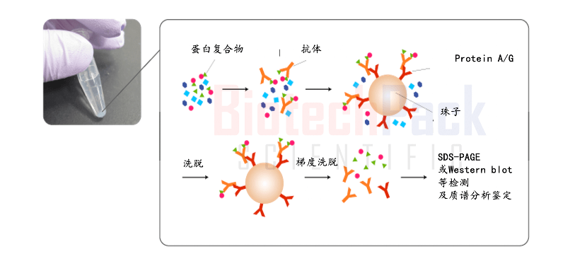 百泰派克蛋白质相互作用分析 百泰派克蛋白质相互作用分析